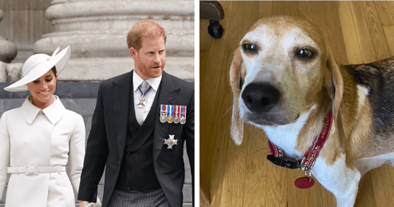 Mamma Mia: Meghan Markle e Príncipe Harry adotam beagle de 7 anos de criatório da Virgínia