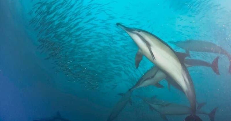 Nat Geo Sharkathon | 'Акулалар мен дельфиндерге': Зорлау және балаларды өлтіру, міне, теңіз сүтқоректілері қорқынышты болуы мүмкін