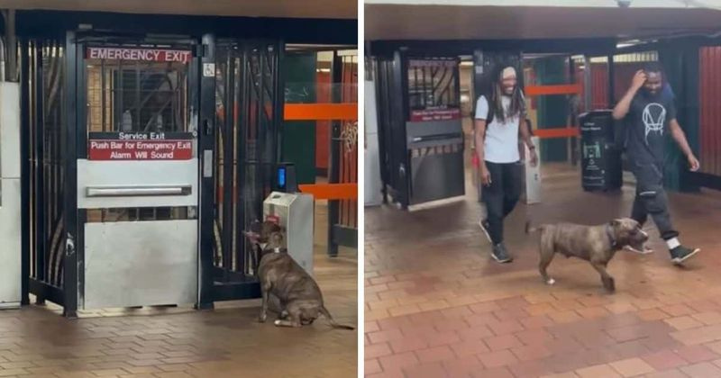  ЧИТ КОД: Човек от Ню Йорк обучава куче да отваря авариен изход на метрото, като спестява $2,75 цена