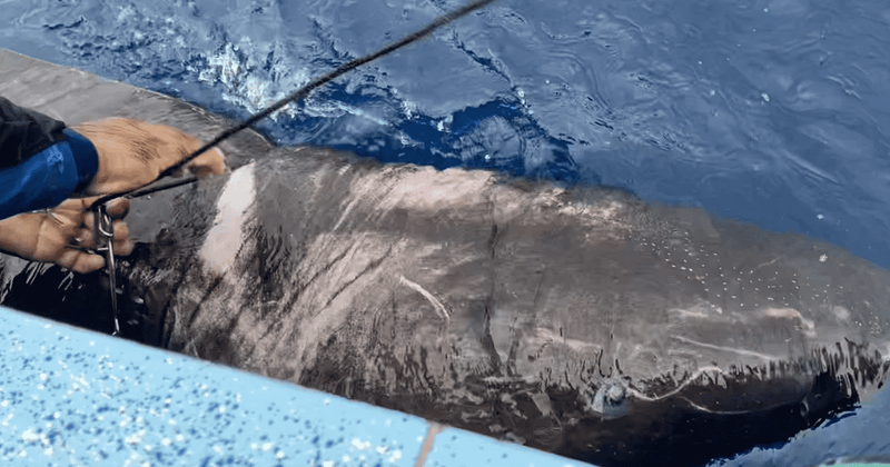 
                            'Really, really old' GREENLAND SHARK which prefers Arctic's cold water spotted in Caribbean