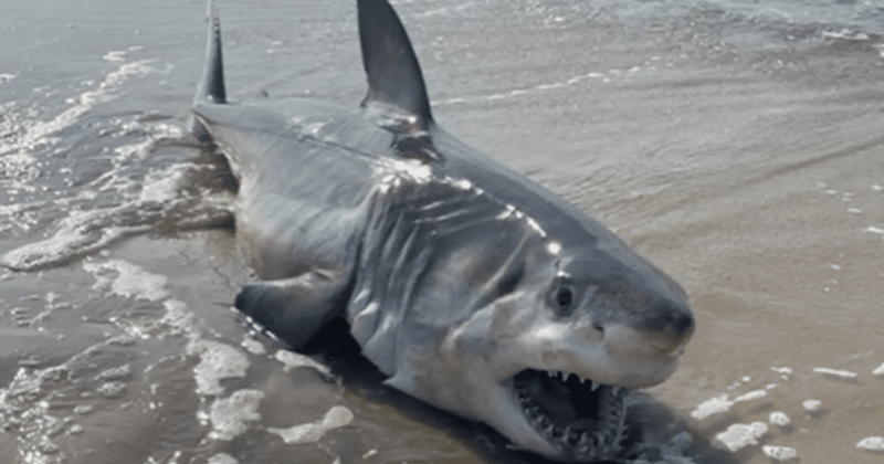   Filhote de tubarão branco morto chega à praia na praia do LI, nadadores alertados para ficarem alertas'murky' waters