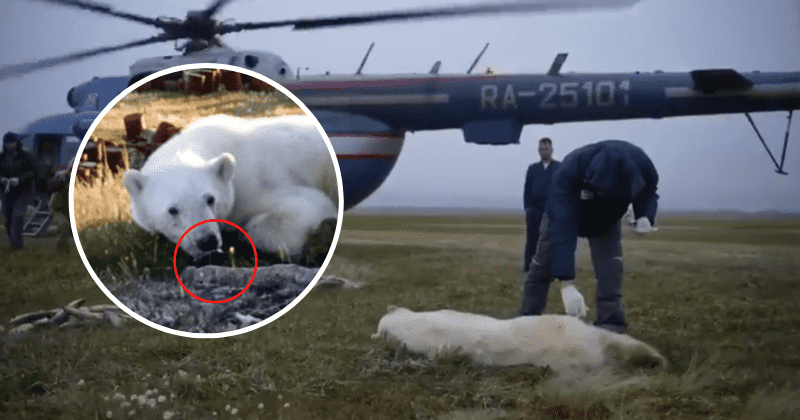 Increíble video muestra el rescate de un oso polar cuya lengua estaba atrapada en una lata y se acercó a los humanos en busca de ayuda