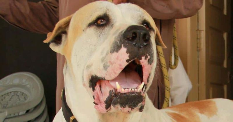 Жена остала са ожиљцима и онеспособљена након што ју је напао џиновски пас Булли Кутта жели да ЗАБРАНИ расу