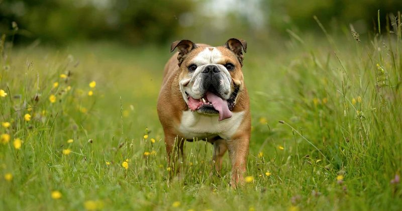 
                            ' a day' pet sitter lets beloved family bulldog DIE by leaving him in glass conservatory amid heat wave