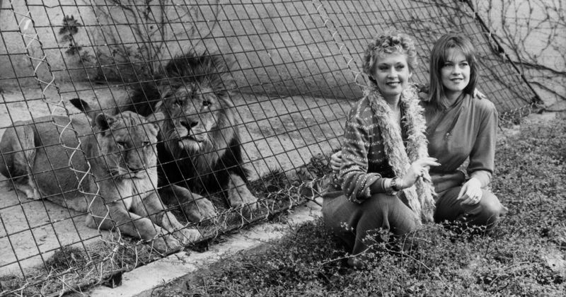 Na długo przed „Królem Tygrysów” Tippi Hedren przyjęła lwa o wadze 400 kg i miała obsesję na punkcie wielkich kotów, przygotowując się do nakręcenia „Roar”