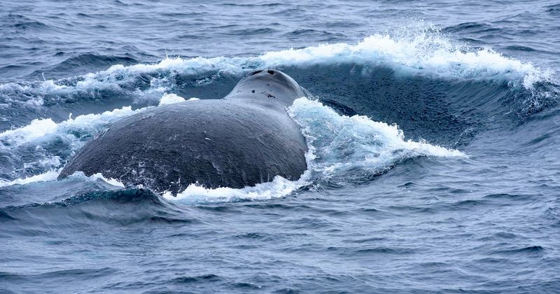 نهنگ های کمان می توانند 268 سال زنده بمانند ، ساعت جدیدی برای طول عمر نشان می دهد که می تواند بر اساس DNA خود حیوانات چه مدت زندگی کند