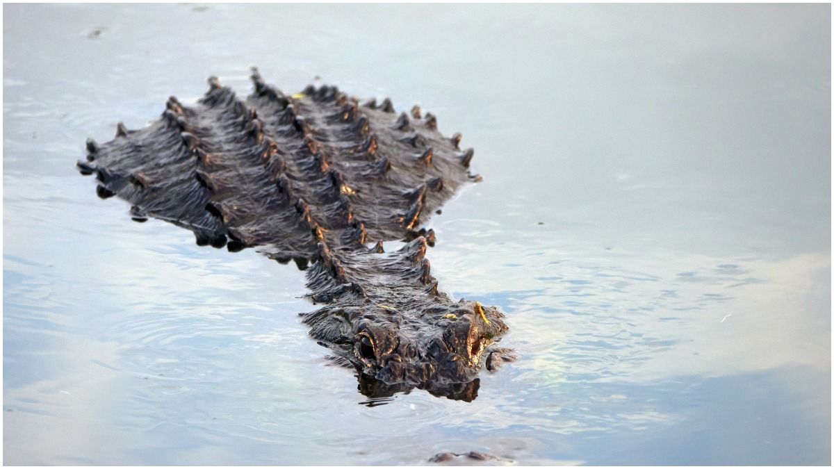 Timothy Satterlee: Slidell, Louisiana, mann vantar eftir árás á alligator