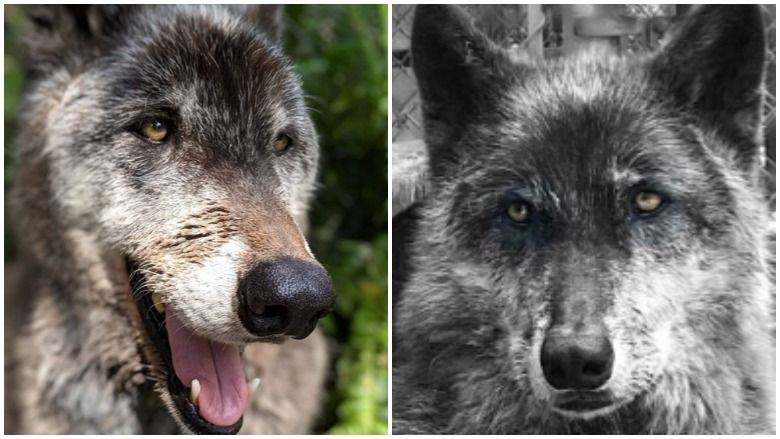 Yuki le chien loup: 5 faits rapides que vous devez savoir