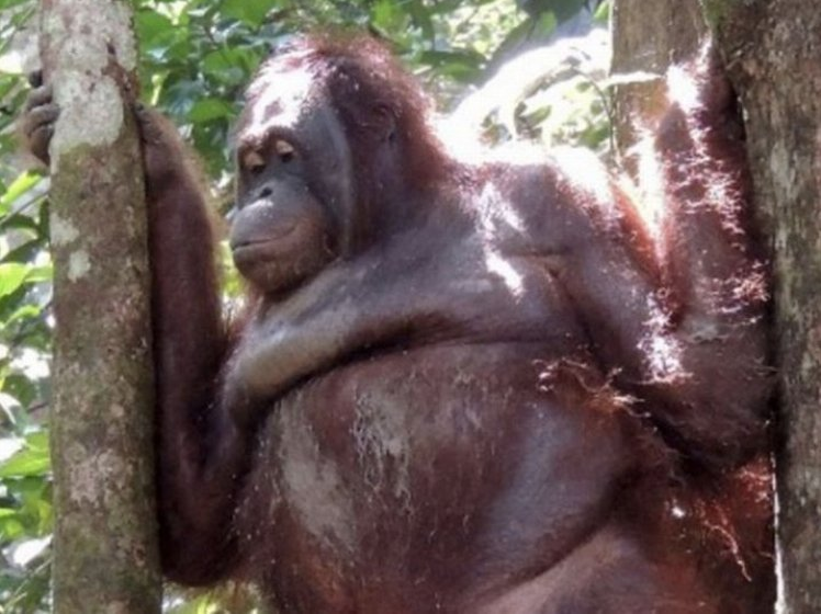 Pony, fahişəxanadan qurtarıldıqdan sonra Borneo Orangutan Survival Foundation tərəfindən idarə olunan yaxınlıqdakı bir orangutan ziyarətgahına aparıldı. (Twitter)